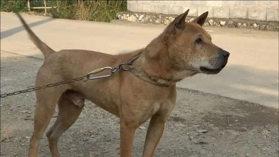 猎斗两用,师傅级别,中华田园犬品相一流