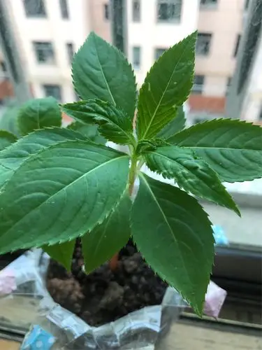 第五十天,凤仙花已经有十五六片叶子,大约分布了五层.