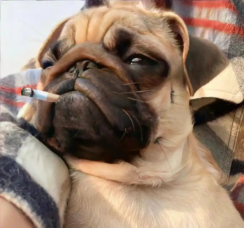 狗狗头像 霸气狗狗 头像 动物头像 萌狗 一组风华绝代的狗狗头像