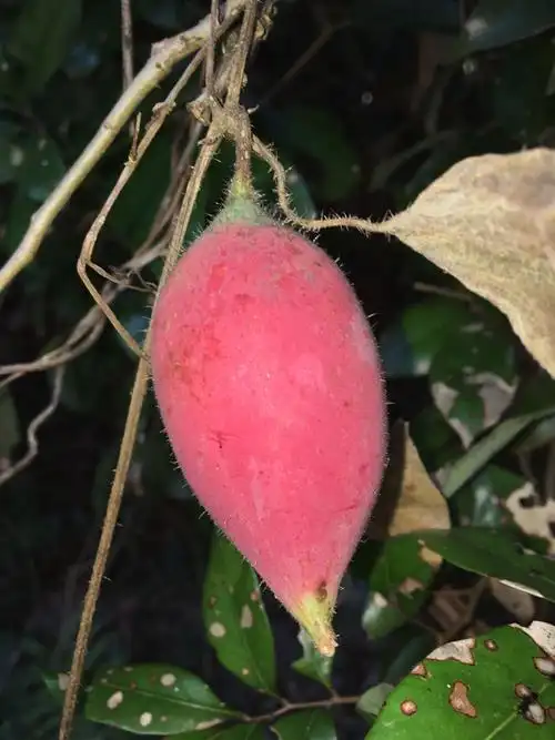 这是什么藤蔓的果实