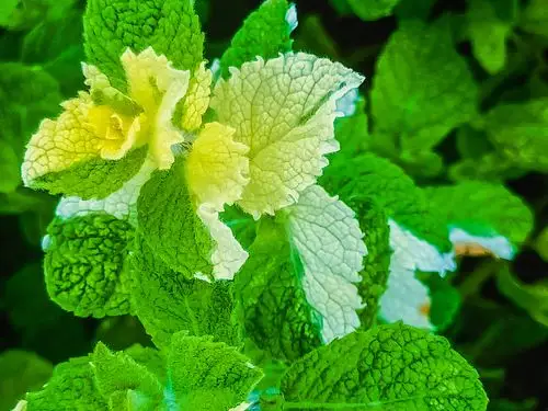 凤梨薄荷,荷花清香