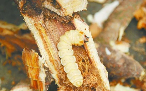 树里的精华您敢吃吗看看怎么吃树虫营养价值极高价值不菲