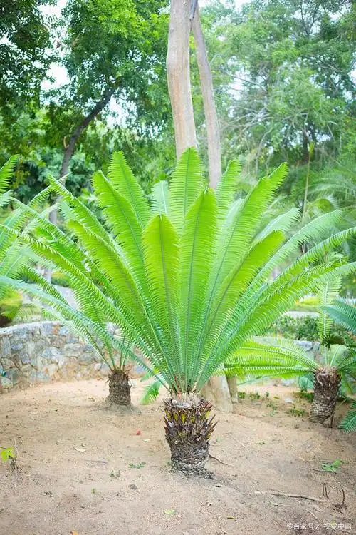 铁树的外形特征!