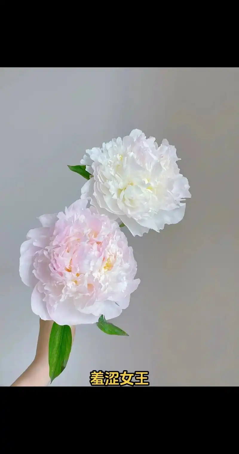 荷兰进口芍药羞涩女王.