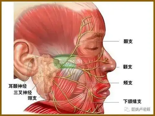 颜面整形要熟知面神经及其分支