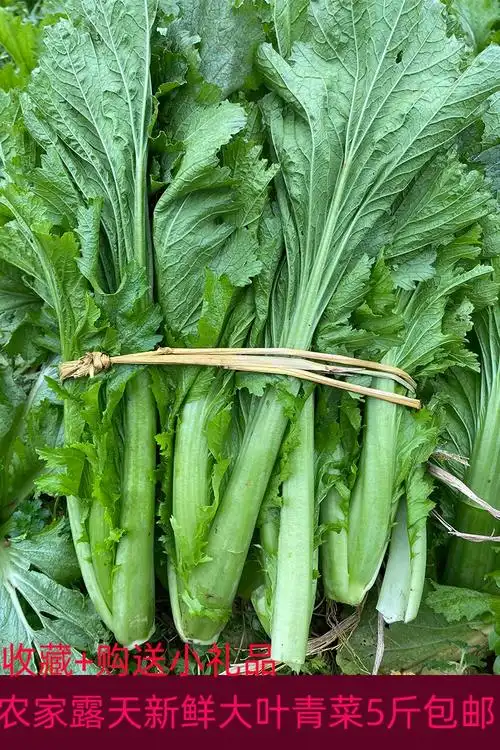 四川青菜蔬菜新鲜_四川青菜蔬菜新鲜折扣优惠券