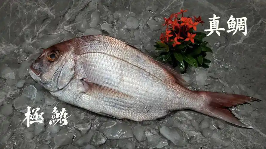 100种深海鱼33100真鲷上