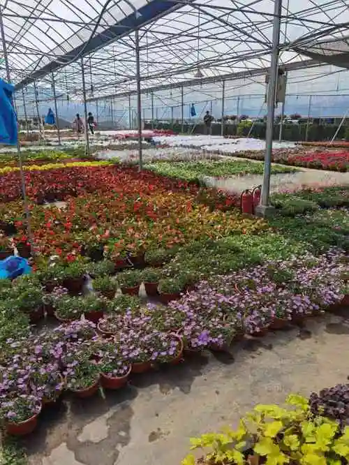 上海华新花卉苗木基地-"经朋友推荐,知晓了这个市场,从三林过去大.