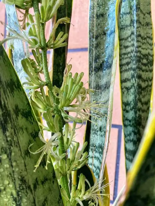 难得一见的虎皮兰开花了