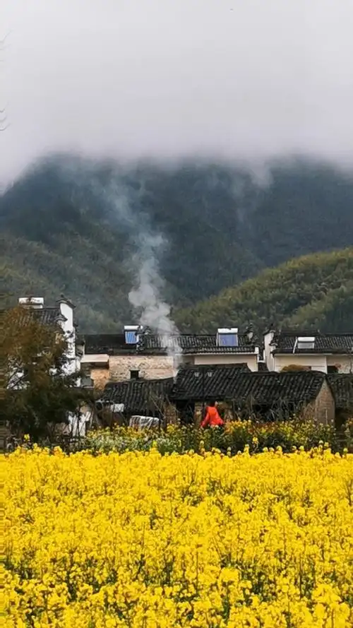 油菜花开,白墙黛瓦,炊烟袅袅,小村庄安静悠然!