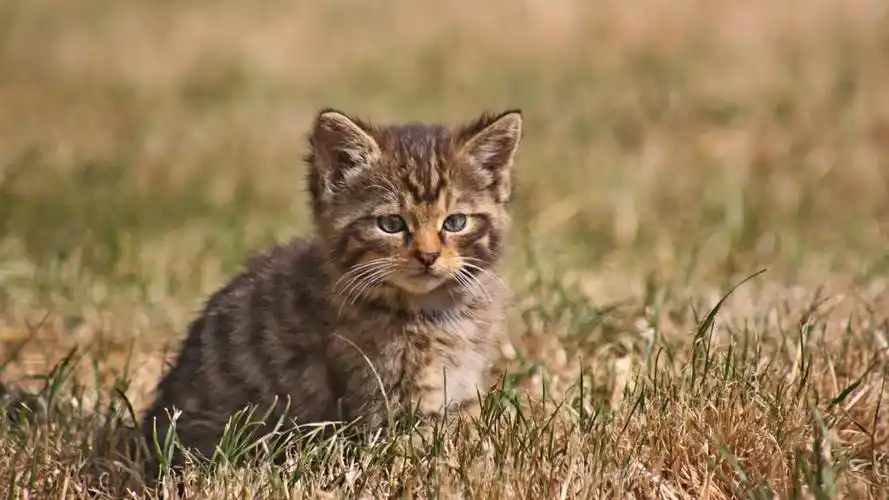 小小猫壁纸高清原图下载,小小猫壁纸,高清图片,壁纸,动物-桌面城市