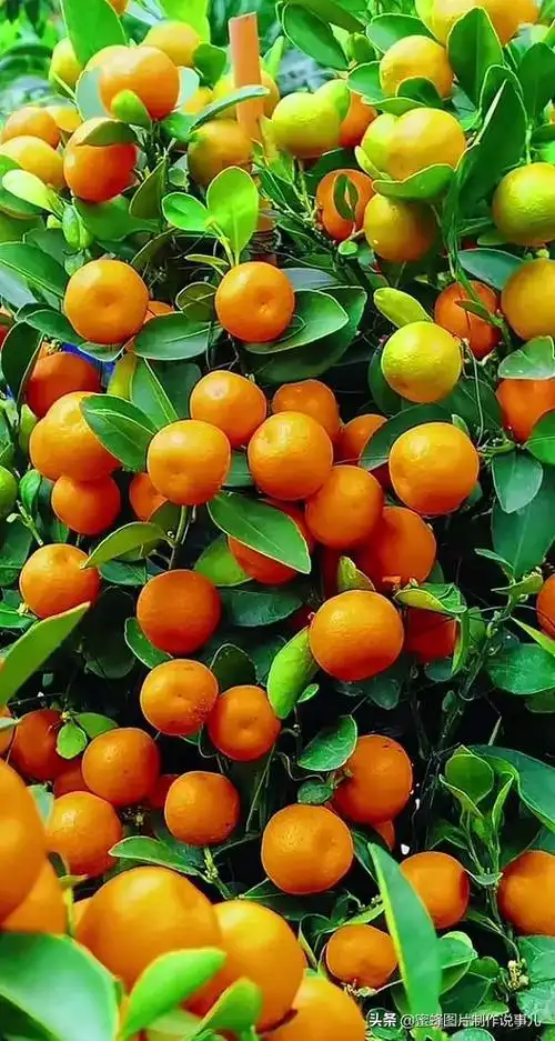 壁纸美图,硕果累累,丰收的喜悦_网易订阅