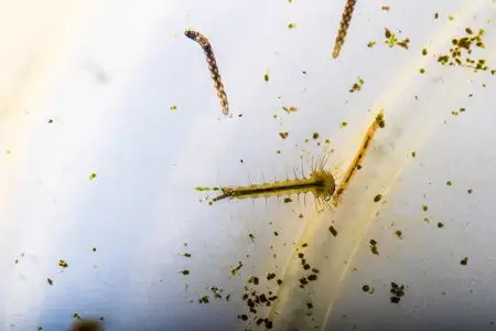 瘿蚊科蚊子幼虫的宏照片