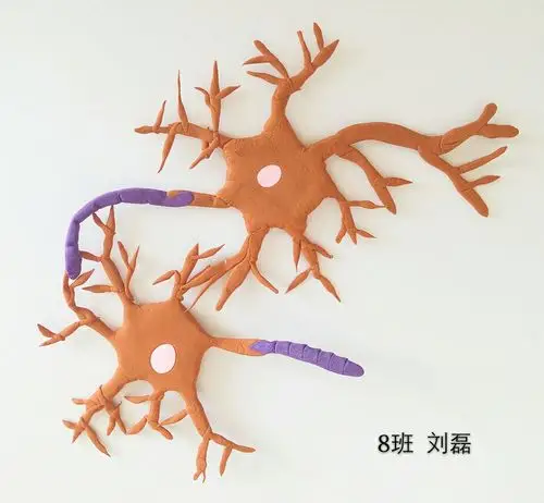 初一(6――10)班优秀模型――神经元