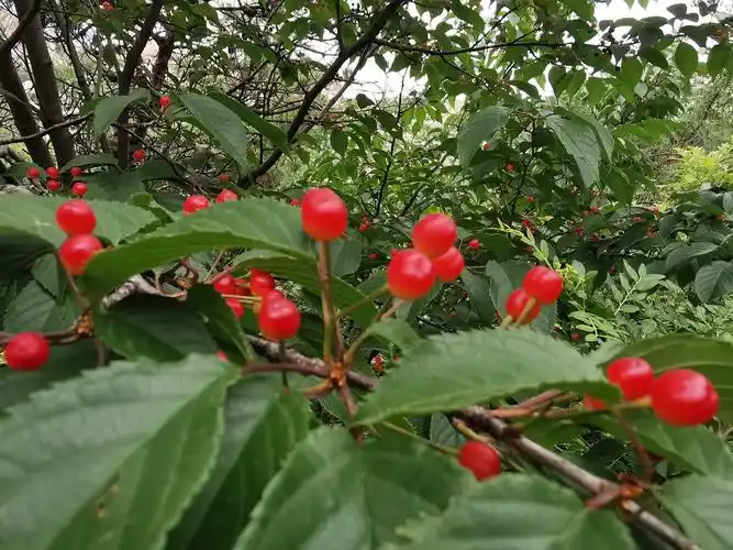 山上一棵野樱桃树结满了红彤彤的果实,看上去十分诱人,但吃起来非常酸