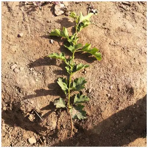 求购山楂幼苗多少钱一棵 山楂原生苗野生山楂树苗批发