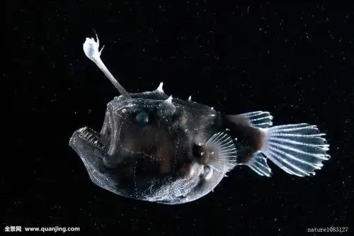 吓死人!探秘全球十大最恐怖的恶魔鱼