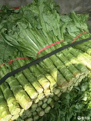 青皮香莴笋 0.5~0.8斤 40-50cm