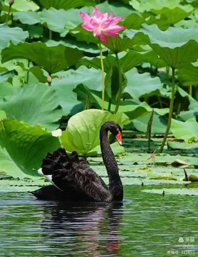 荷花池畔黑天鹅