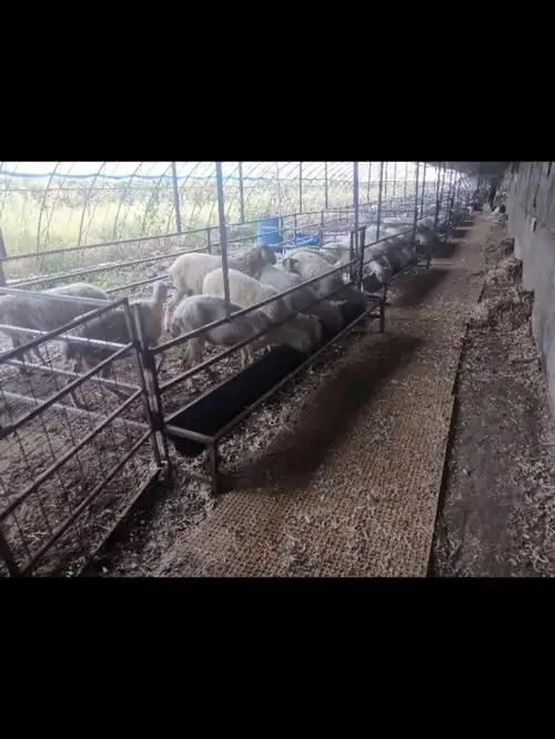 长期出售湖羊种公!电话13065303330