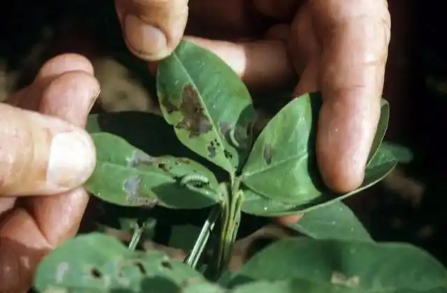 花生常见虫害有哪些?田间实拍图和防治方案来了