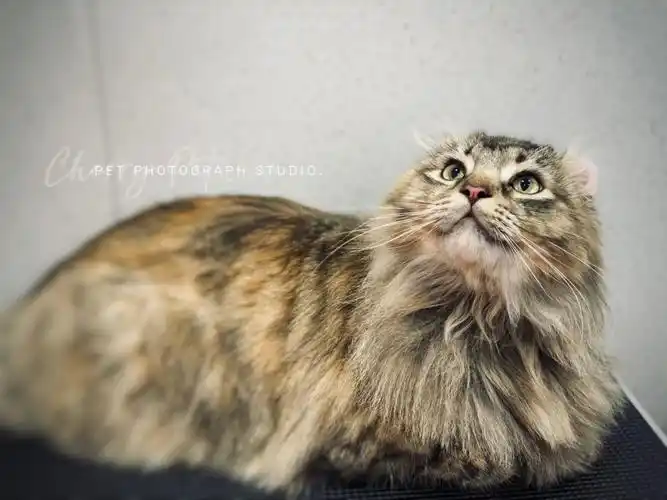 猫咪低压洗护天花板美国卷耳猫