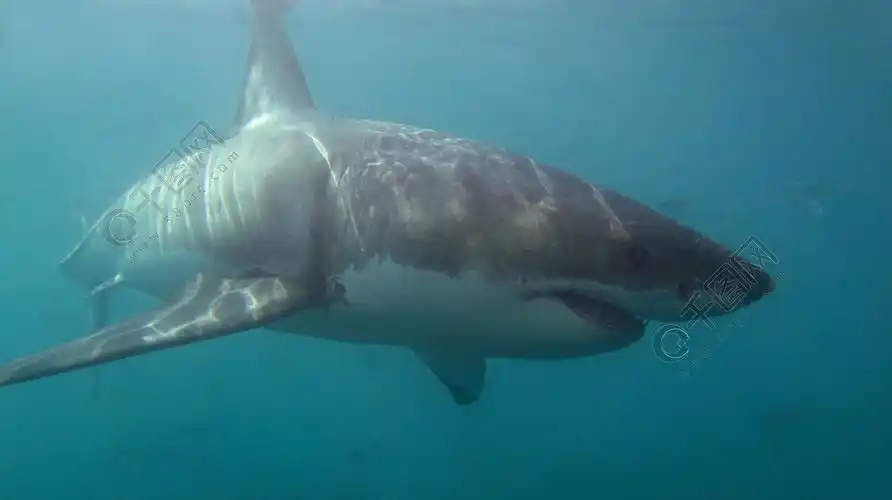 噬人鲨