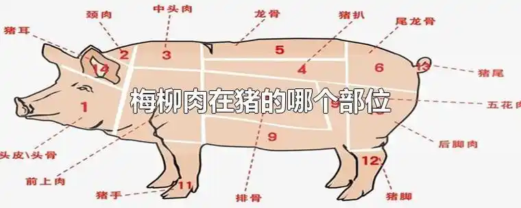 梅柳肉在猪的哪个部位-求识网