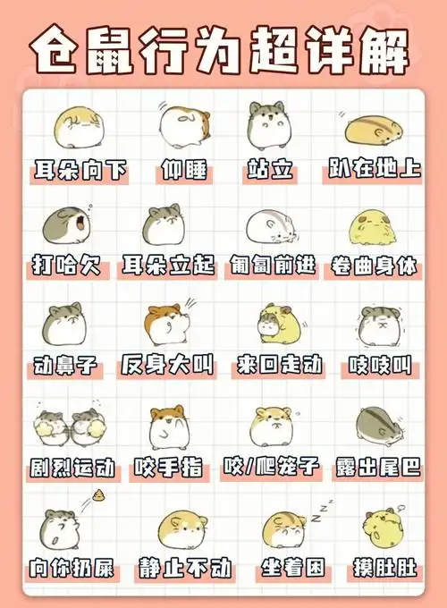 仓鼠行为超讲解91