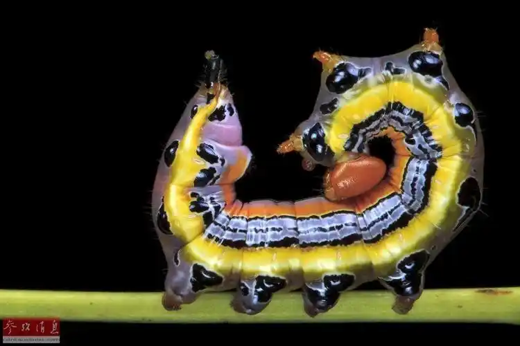 天生绚丽多彩的毛毛虫