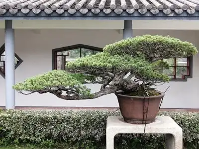 海派盆景临水式