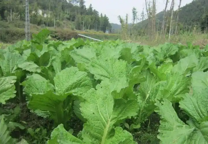 p>芥菜(学名: i>brassica juncea /i>   (l.) czern. et coss.