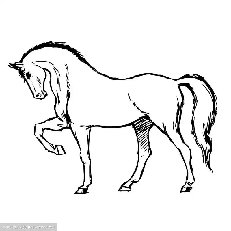马的徒手素描