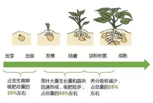 马铃薯生长过程——吉大附中力旺中学七年十班夏明旸