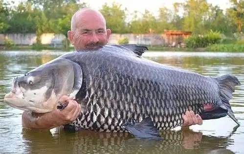 英国男子在泰国捕获重逾100公斤"巨型鲤鱼"打破世界纪录!_点点软件园