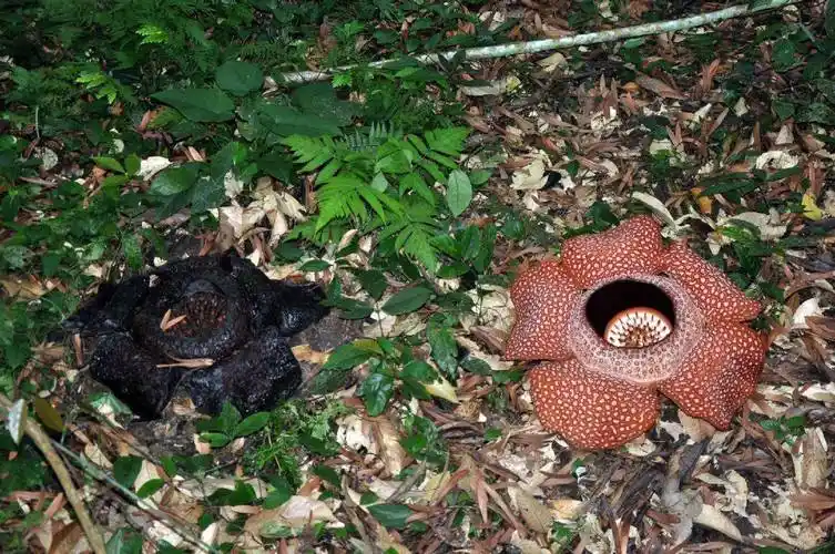 什么是尸臭花这5种花是世界上最丑最恶心的