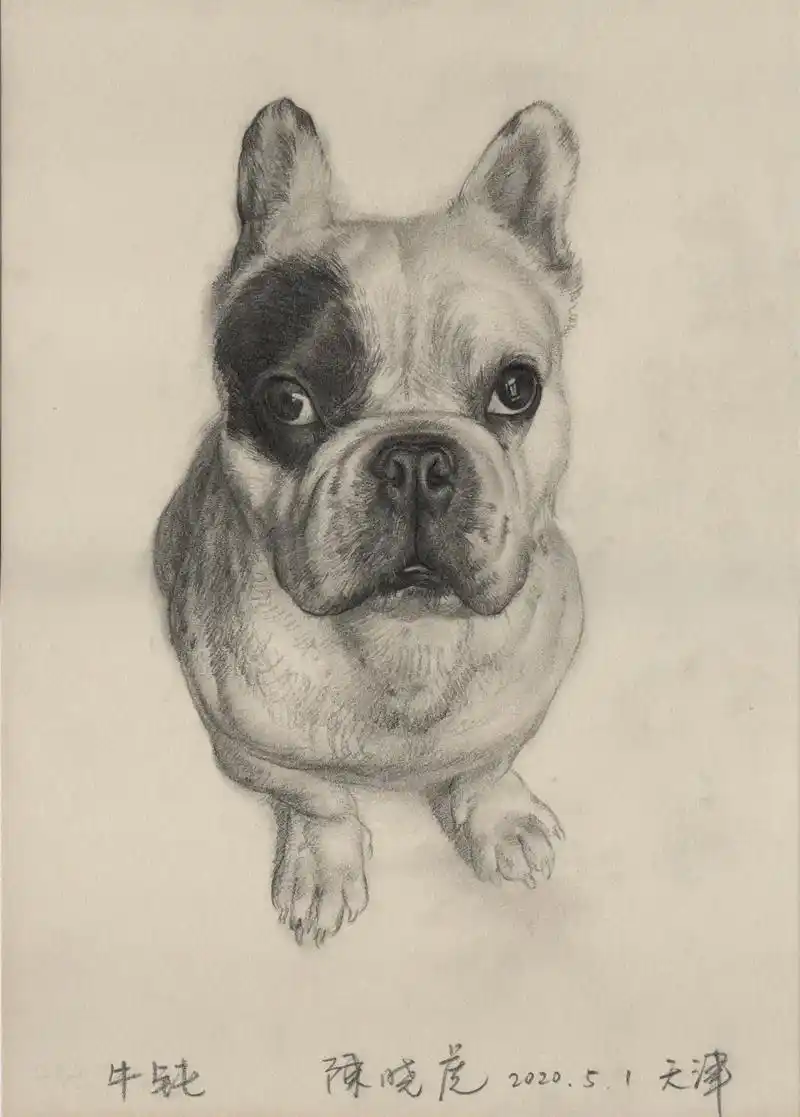 日常画狗子·小法斗.#素描动物 #抖音图文来了 #画画 #狗 - 抖音