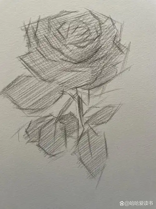 素描玫瑰花95步骤
