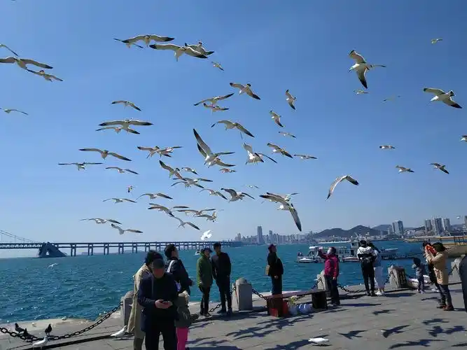你以为大连只有海,那你就out了|大连|星海广场|广场_新浪新闻