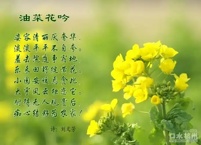 油菜花.jpg