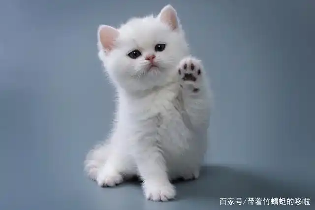 这样挑选幼猫会让你减少许多麻烦