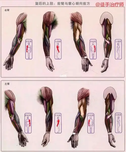 旋后的上肢:前臂与掌心朝向前方#运动解剖  #运动解剖学  #零基础学