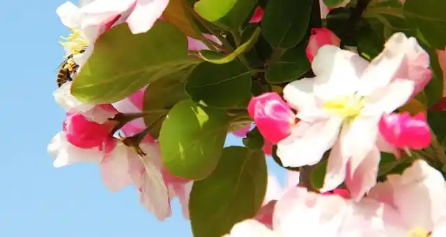 晚夜玉衡海棠花语