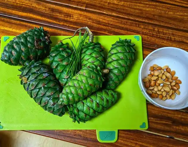 难道大家都不知道松子是松果剥出来的