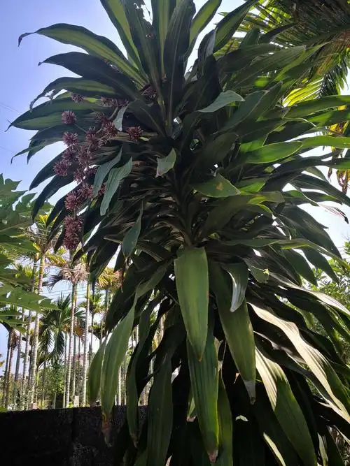 妹夫家的香龙血树