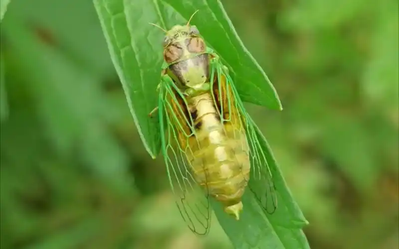 【草蝉】一只很漂亮的草蝉_哔哩哔哩_bilibili