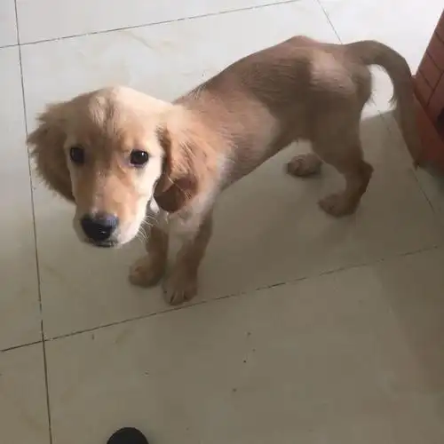 三个月的金毛这个样子纯吗?谢谢