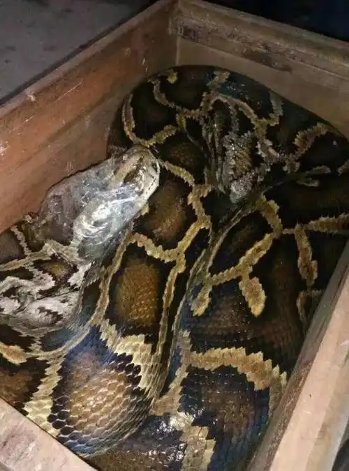 【视频】安溪又发现一条巨~巨~巨蟒!长约7米.