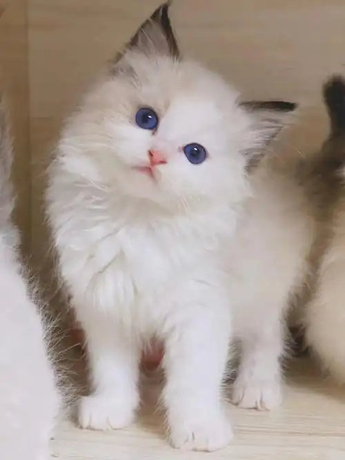 特价两个月海双布偶猫妹妹找家