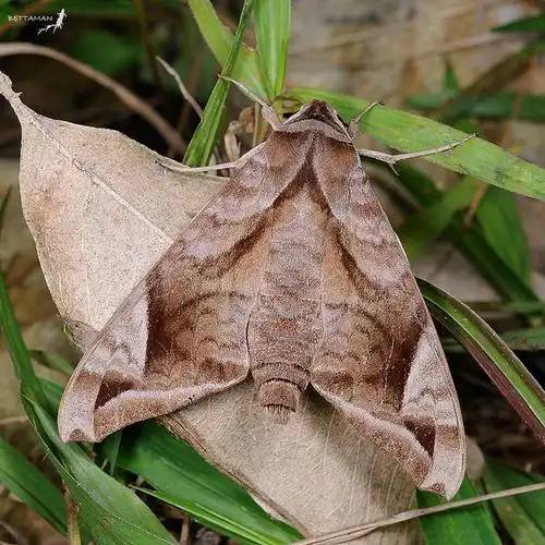 葡萄缺角天蛾 (天蛾科 / 缺角天蛾属)中型,翅面褐色密部黑褐色斑纹